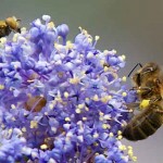 InsectesPollinisateurs