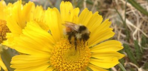 Le bourdon américain Bombus sylvicola ne peut plus explorer les fleurs tubes